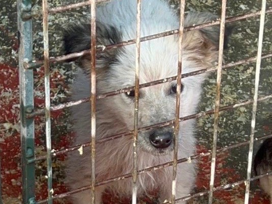 Adotta un cane, maschio, 2 mesi, Bari