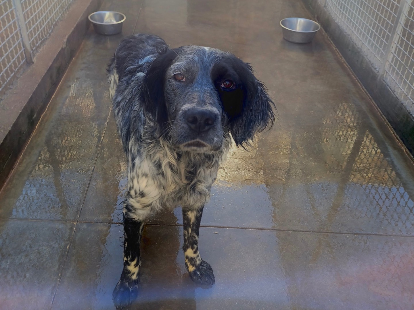 Adozione cane, maschio, Razza sconosciuta Razza sconosciuta, 1 anno e 7 mesi, taglia media contenuta, Napoli