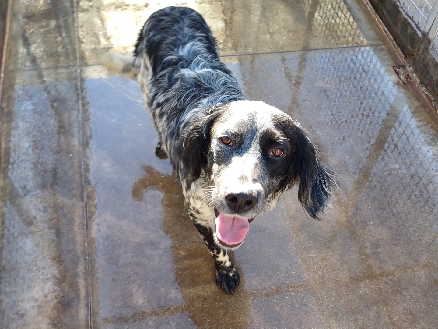 Adotta un cane, maschio, 1 anno e 7 mesi, Napoli