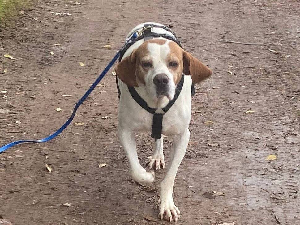 Adozione cane, maschio, Pointer Razza sconosciuta, 4 anni e 5 mesi, taglia media, Milano