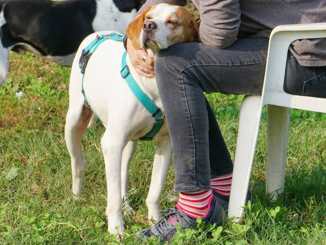 Adotta un cane, maschio, 4 anni e 5 mesi, Milano