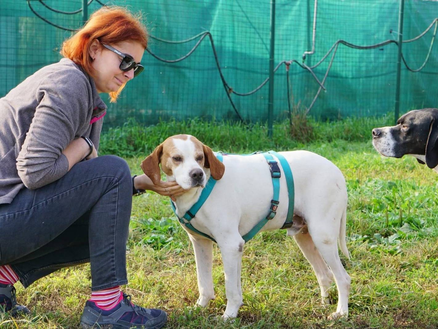 Adotta un cane, taglia media, maschio, Milano