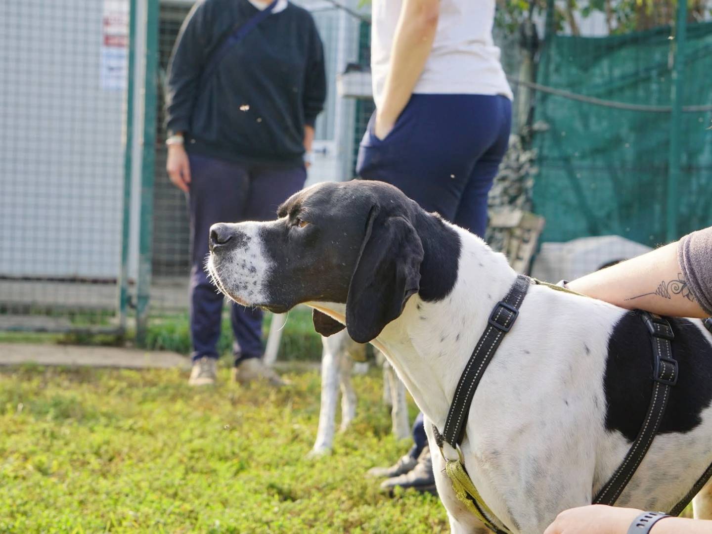 Adozione cane, maschio, Pointer Razza sconosciuta, 4 anni e 5 mesi, taglia media, Milano
