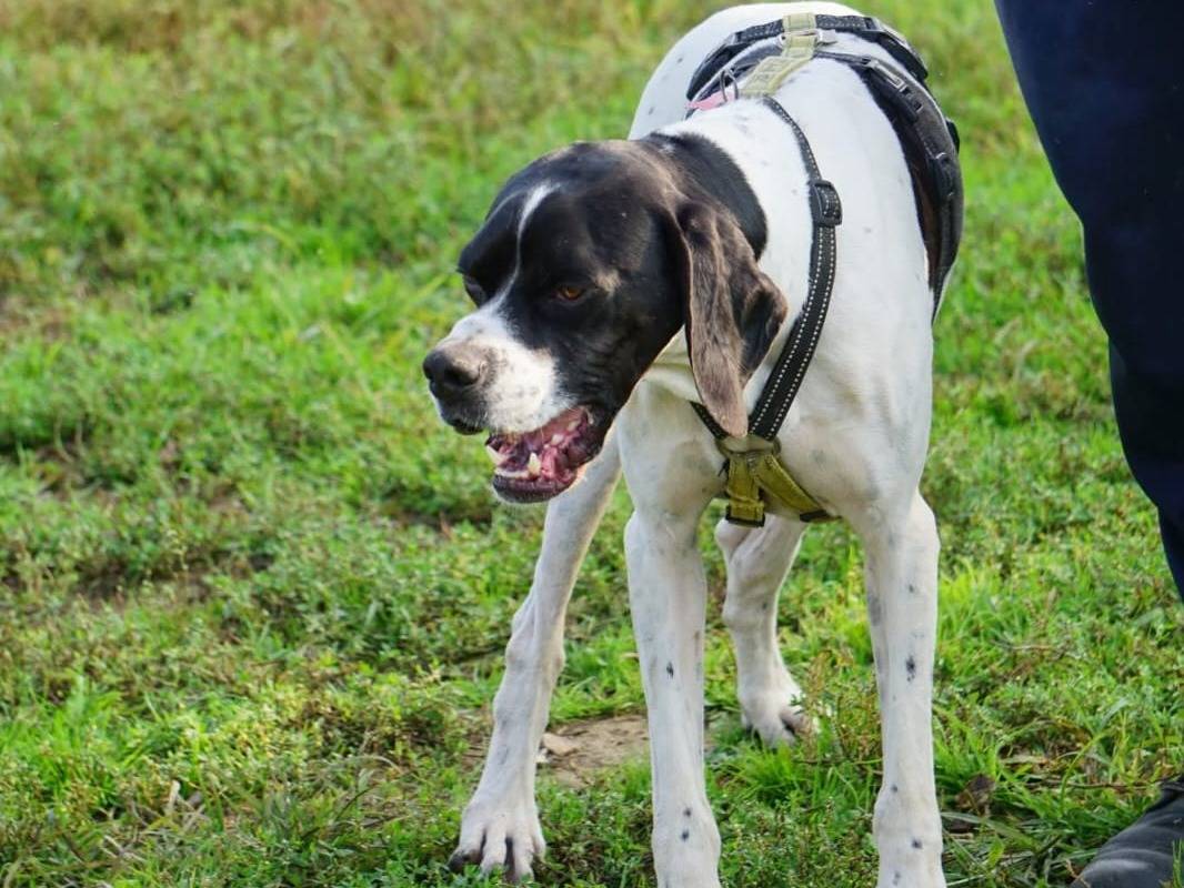 Adotta un cane, maschio, 4 anni e 5 mesi, Milano