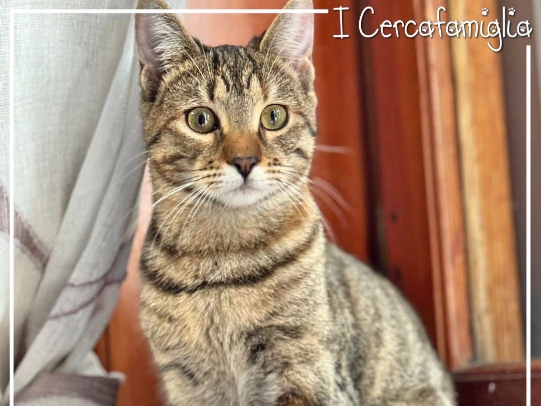 Adotta un gatto, femmina, 7 mesi, Napoli