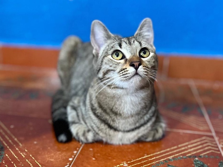 Adozione gatto, femmina, Razza sconosciuta Razza sconosciuta, 7 mesi, taglia non valida, Napoli