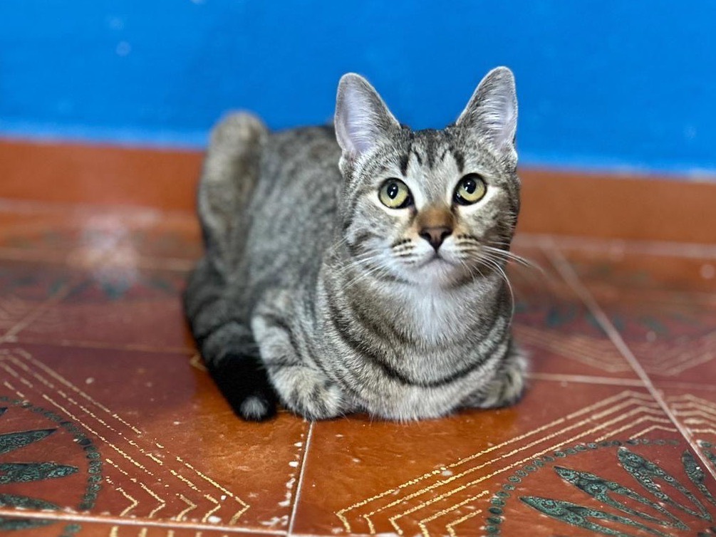 Adotta un gatto, femmina, 7 mesi, Napoli