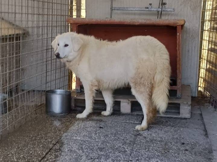 Adozione cane, femmina, Pastore maremmano Golden Retriever, 11 mesi, taglia grande, Monza