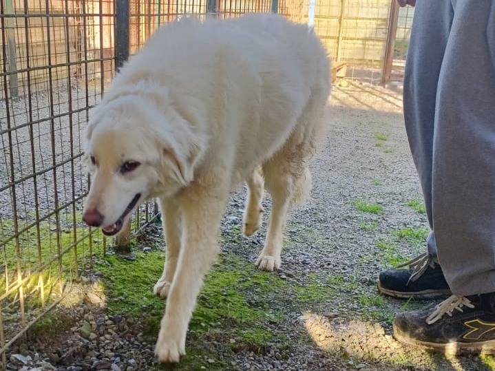 Adotta un cane, femmina, 11 mesi, Monza