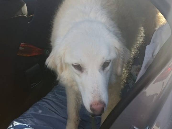 Adotta un cane, taglia grande, femmina, Monza