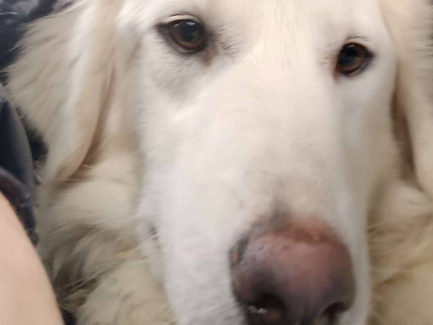 Vuoi adottare un cane a Monza?