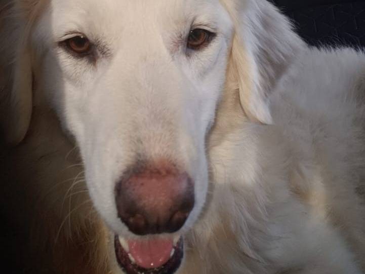 Adotta il cane Asia  a Monza