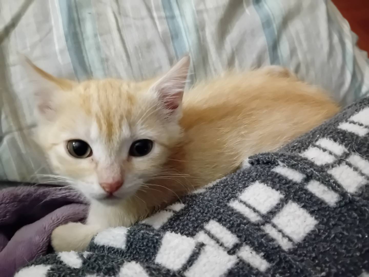 Adozione gatto, femmina, Razza sconosciuta Razza sconosciuta, 2 mesi, taglia non valida, Parma