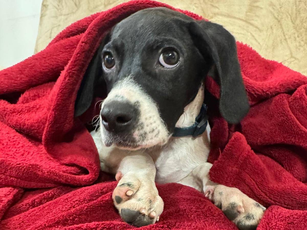 Adozione cane, maschio, Pointer Razza sconosciuta, 3 mesi, taglia media, Bergamo