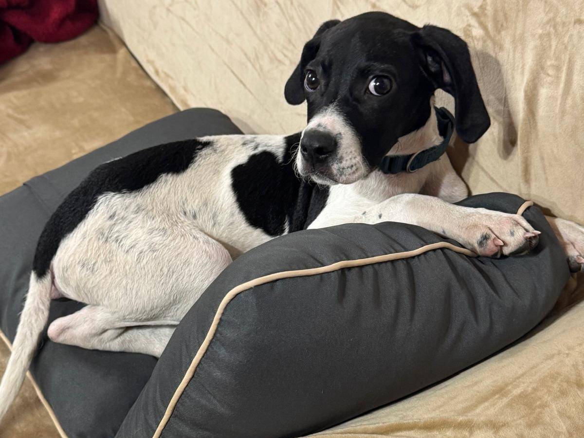 Adotta un cane, maschio, 3 mesi, Bergamo