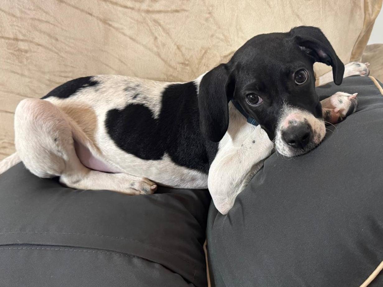 Adotta un cane, taglia media, maschio, Bergamo