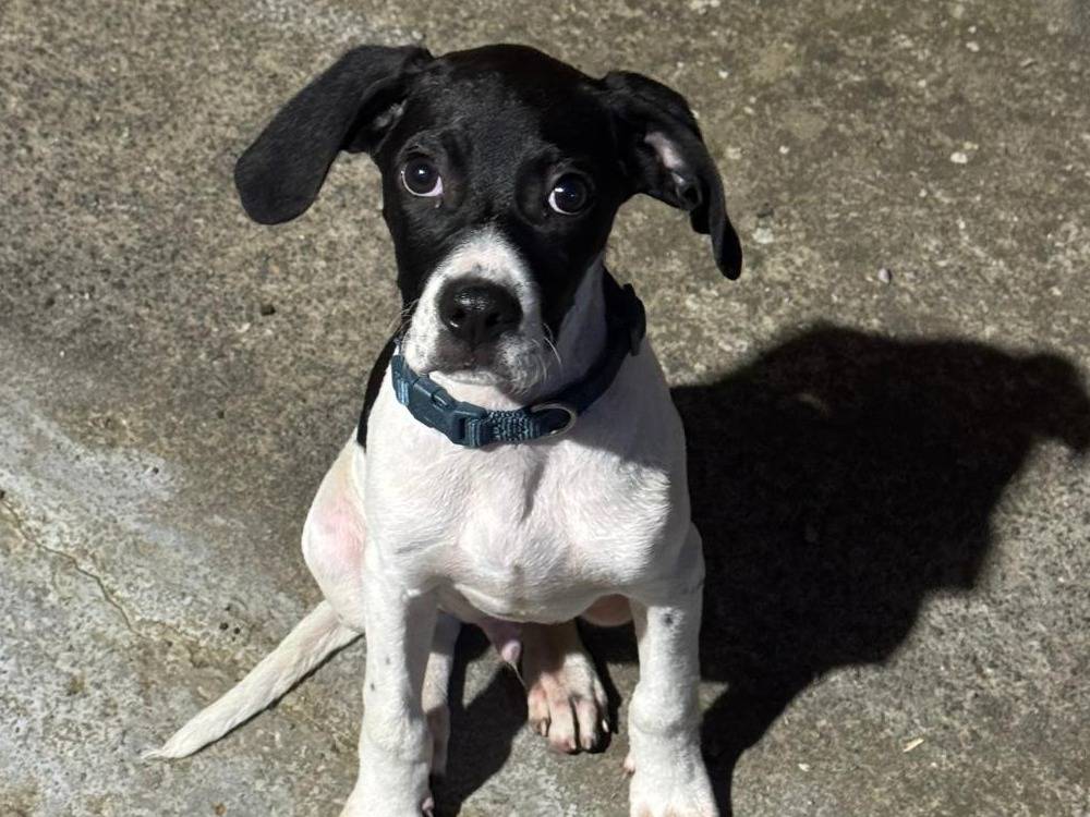 Vuoi adottare un cane a Bergamo?