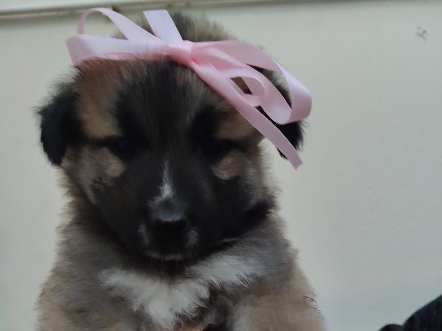 Adozione cane, femmina, Razza sconosciuta Razza sconosciuta, 2 mesi, taglia media, Crotone