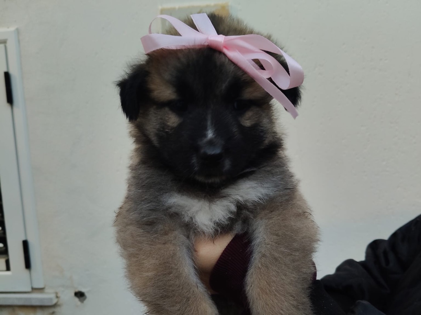 Adotta un cane, femmina, 2 mesi, Crotone