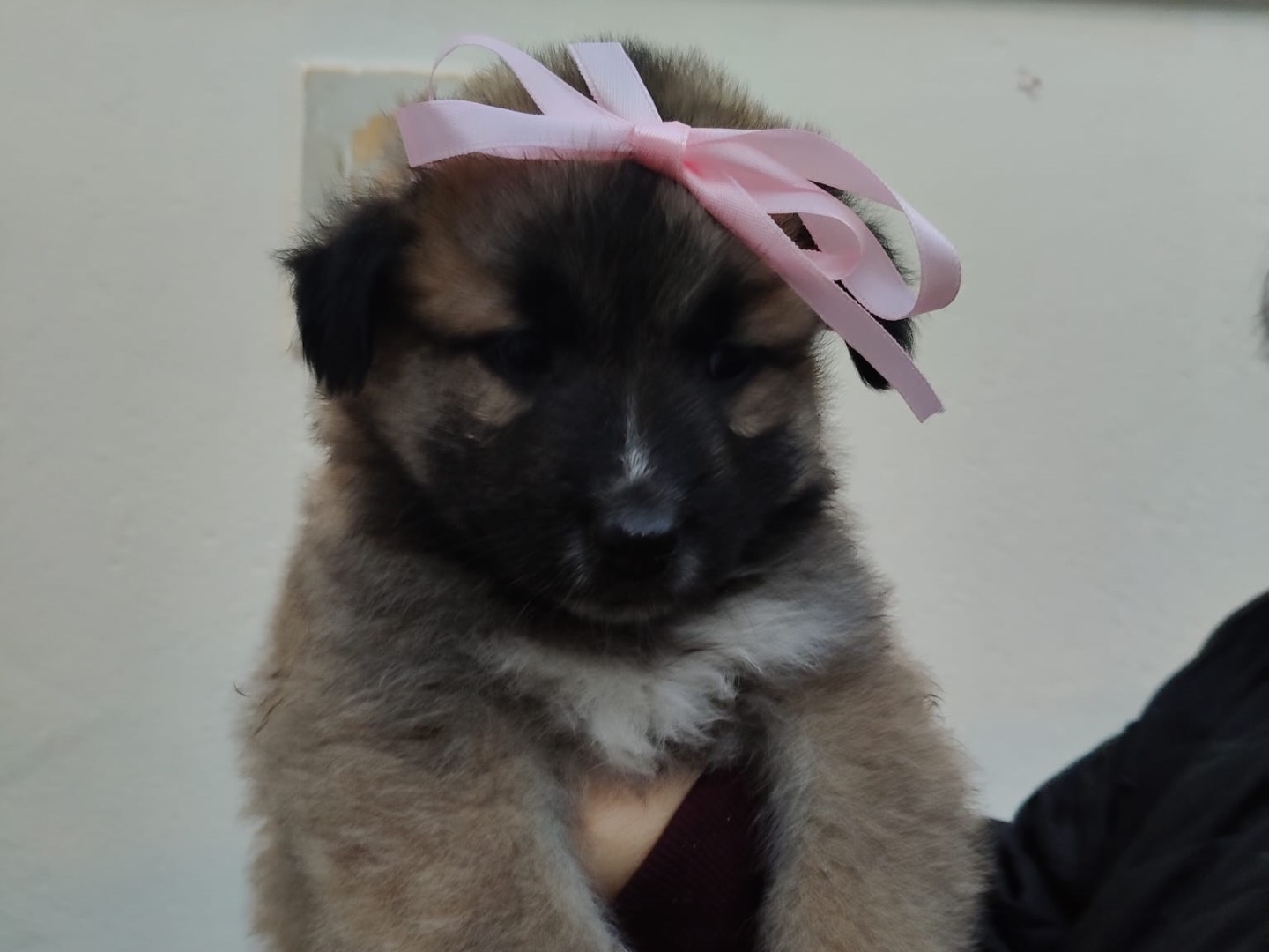 Adotta un cane, taglia media, femmina, Crotone