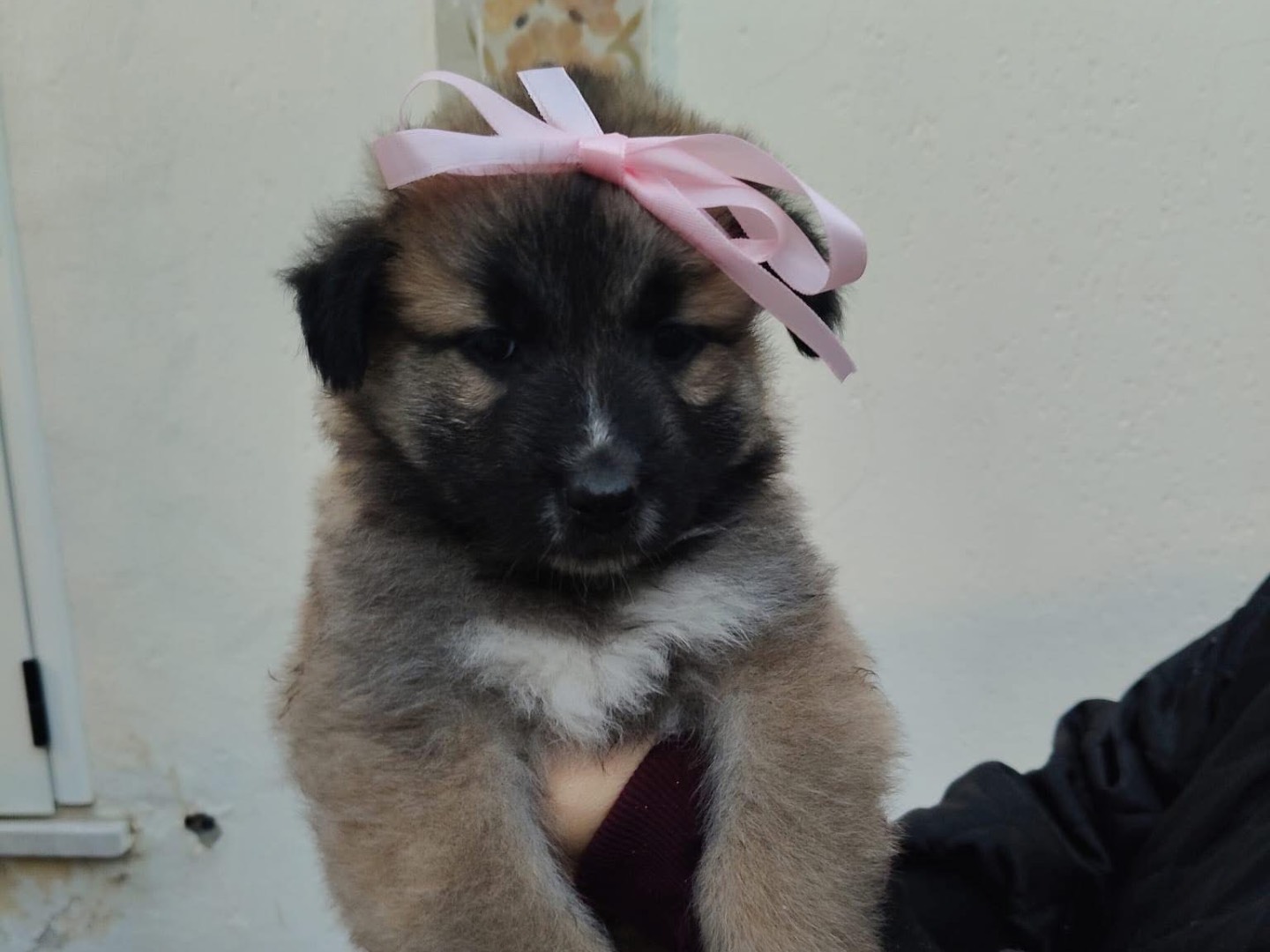 Vuoi adottare un cane a Crotone?