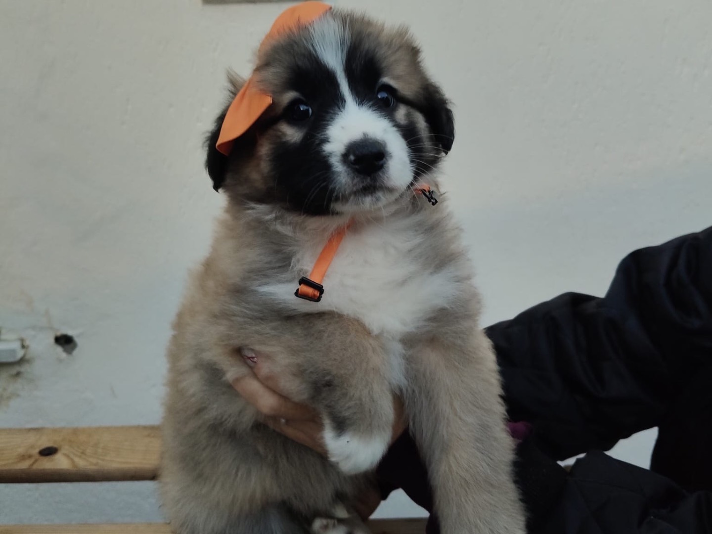 Adotta un cane, femmina, 3 mesi, Crotone