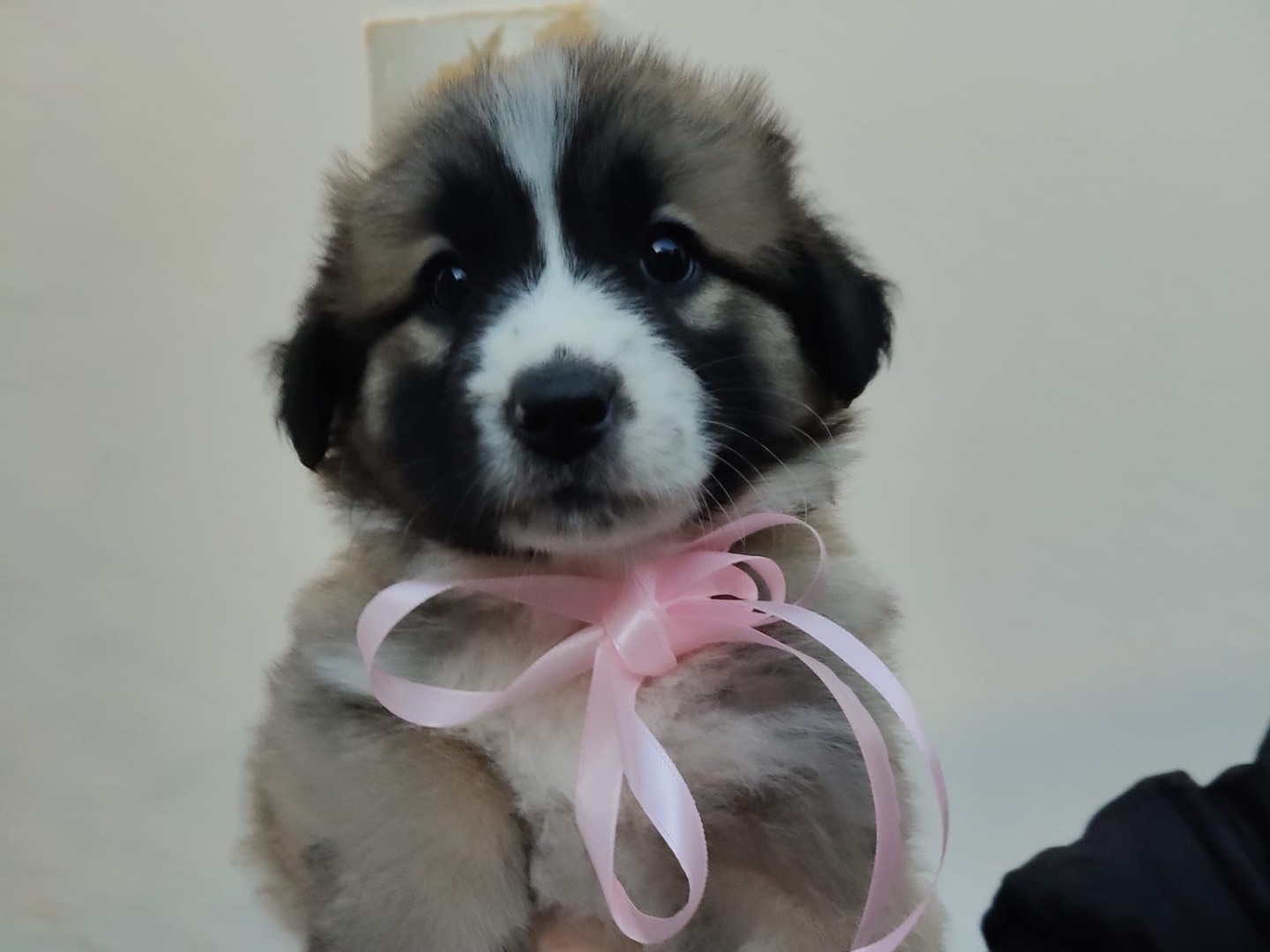 Adotta un cane, taglia media, femmina, Crotone