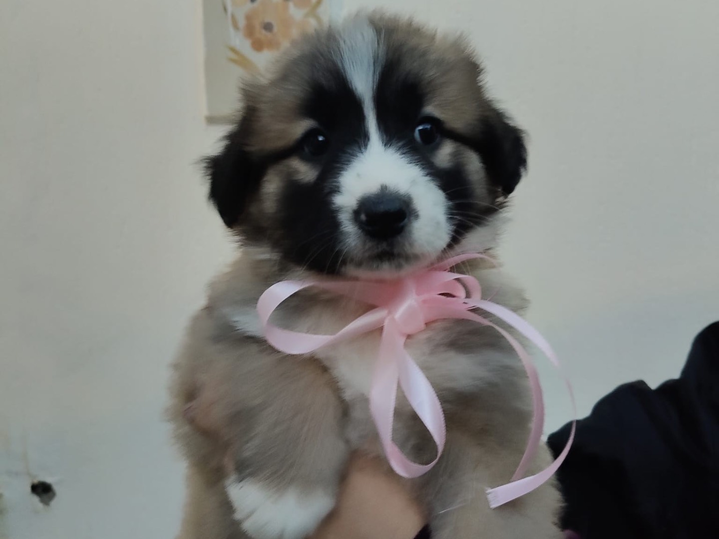 Vuoi adottare un cane a Crotone?