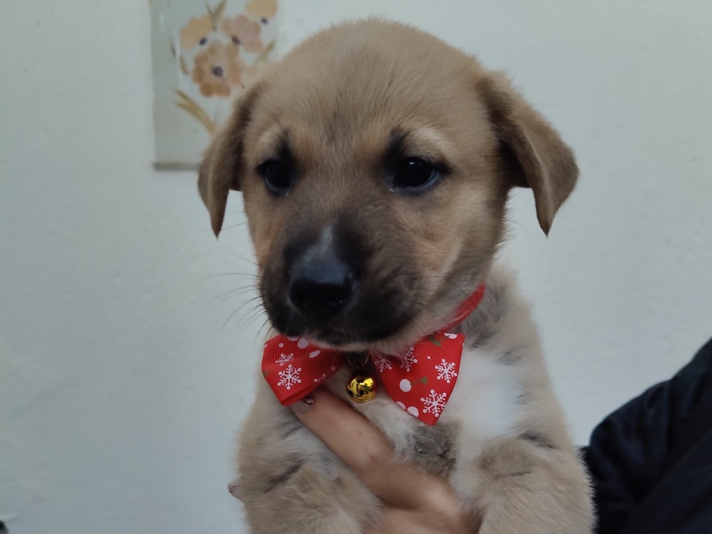 Adozione cane, maschio, Razza sconosciuta Razza sconosciuta, 2 mesi, taglia media, Crotone