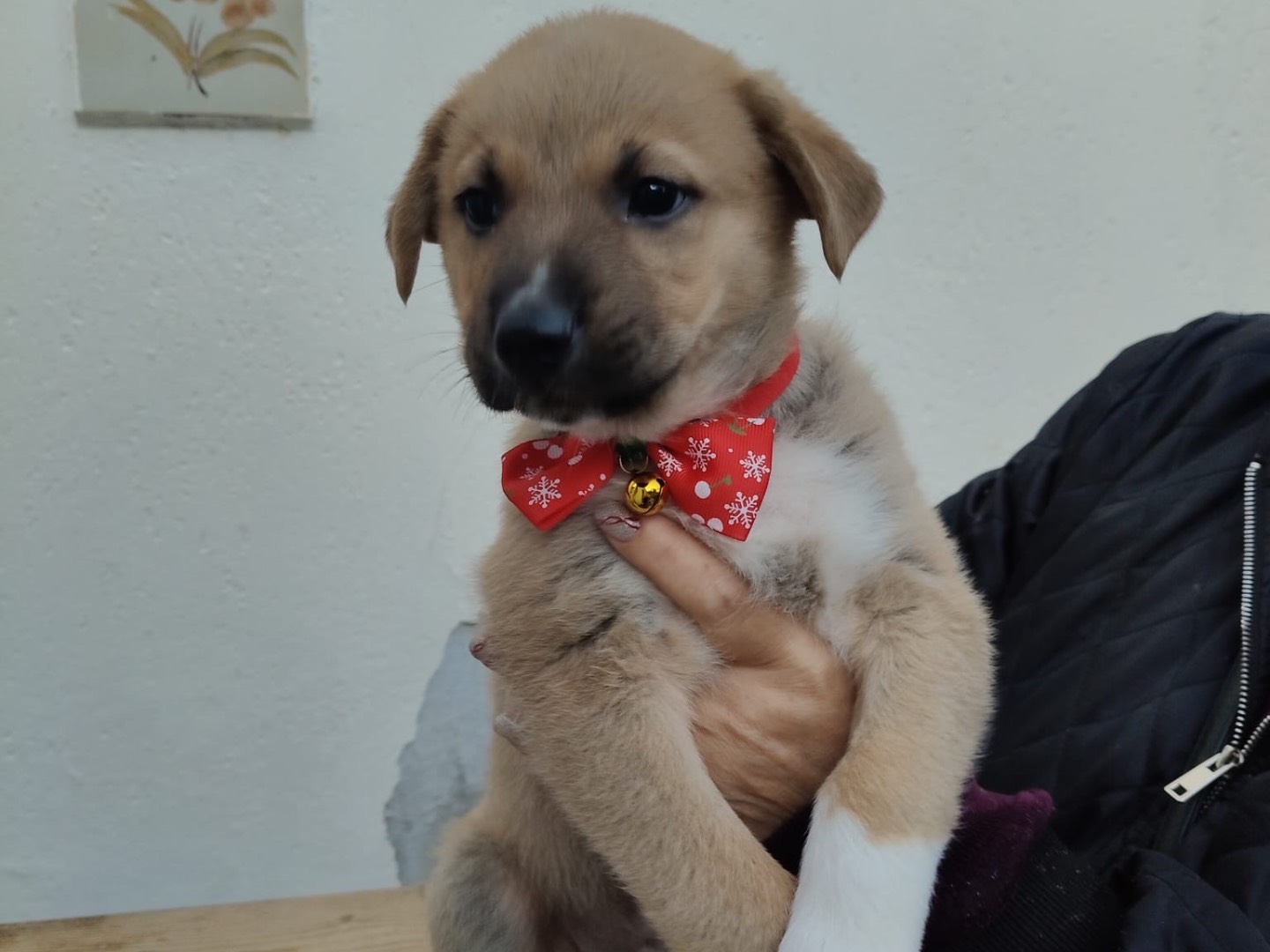 Adotta un cane, maschio, 2 mesi, Crotone