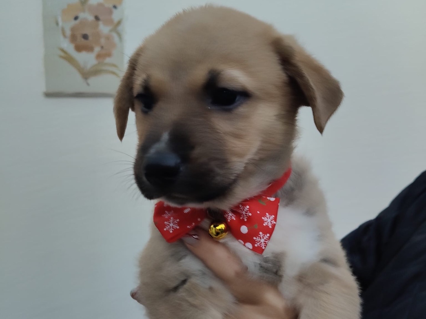 Adotta un cane, taglia media, maschio, Crotone