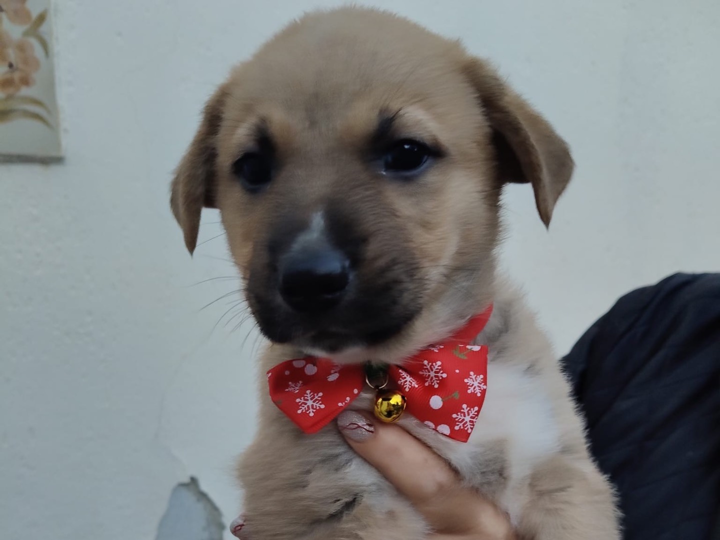 Vuoi adottare un cane a Crotone?