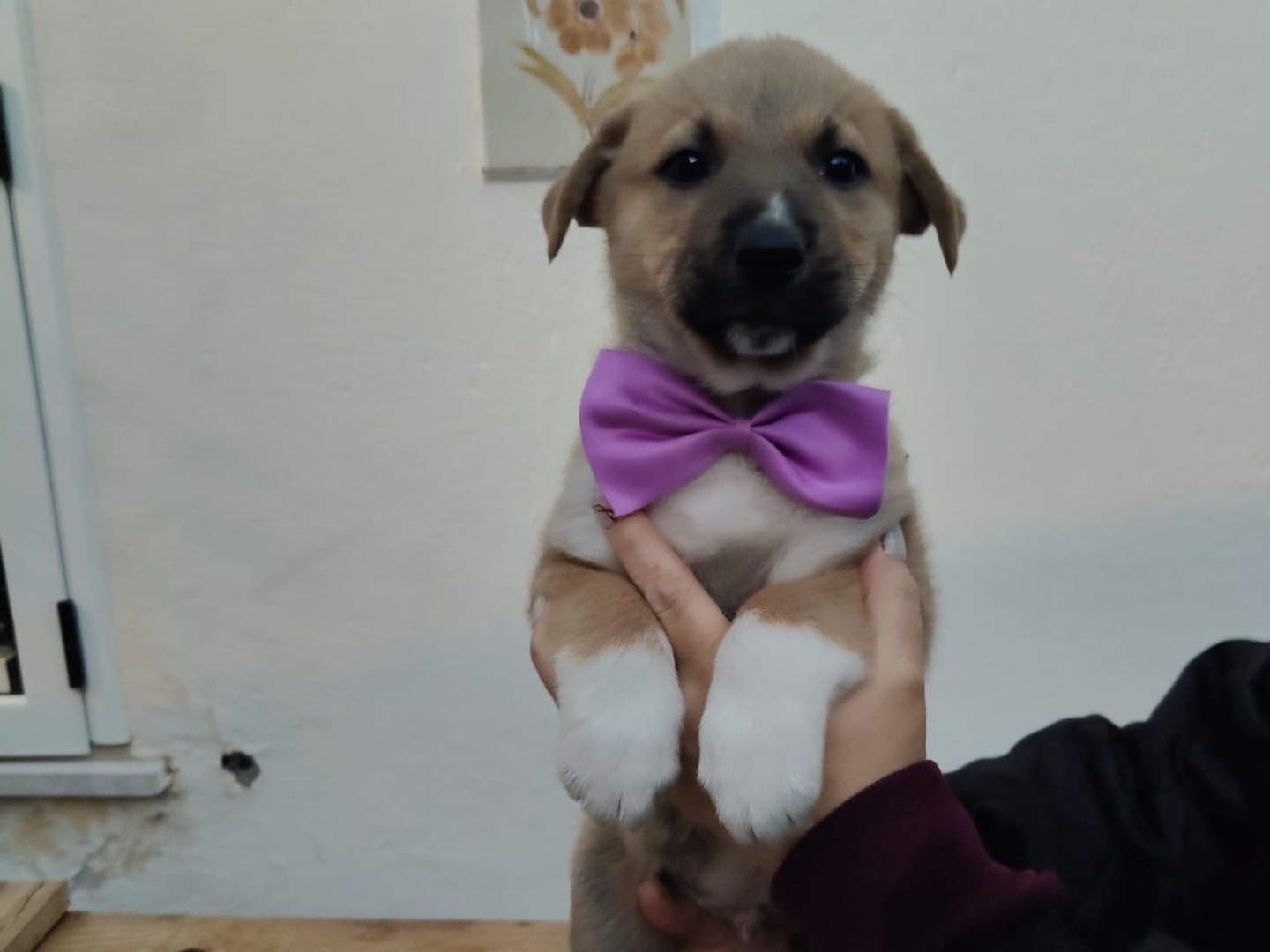 Adozione cane, maschio, Razza sconosciuta Razza sconosciuta, 3 mesi, taglia media, Crotone