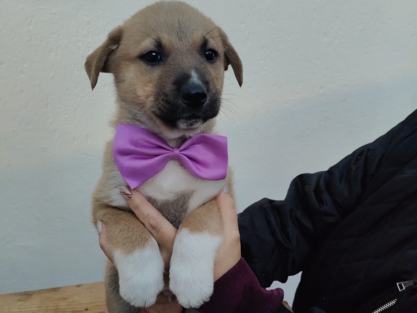 Adotta un cane, maschio, 3 mesi, Crotone