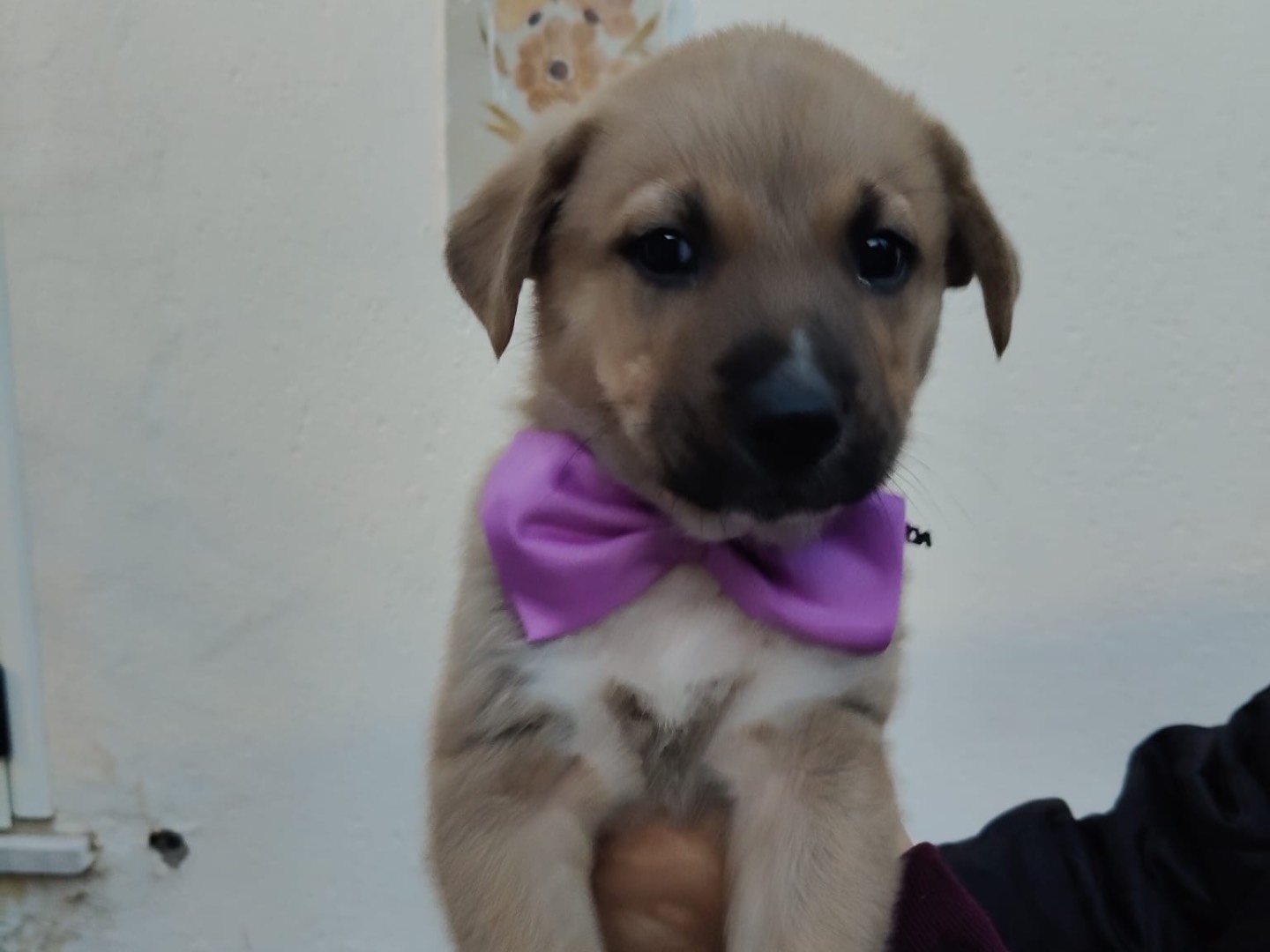 Adotta un cane, taglia media, maschio, Crotone