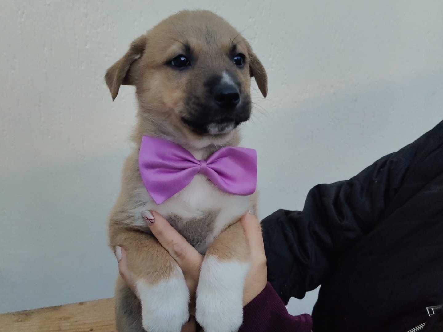 Vuoi adottare un cane a Crotone?