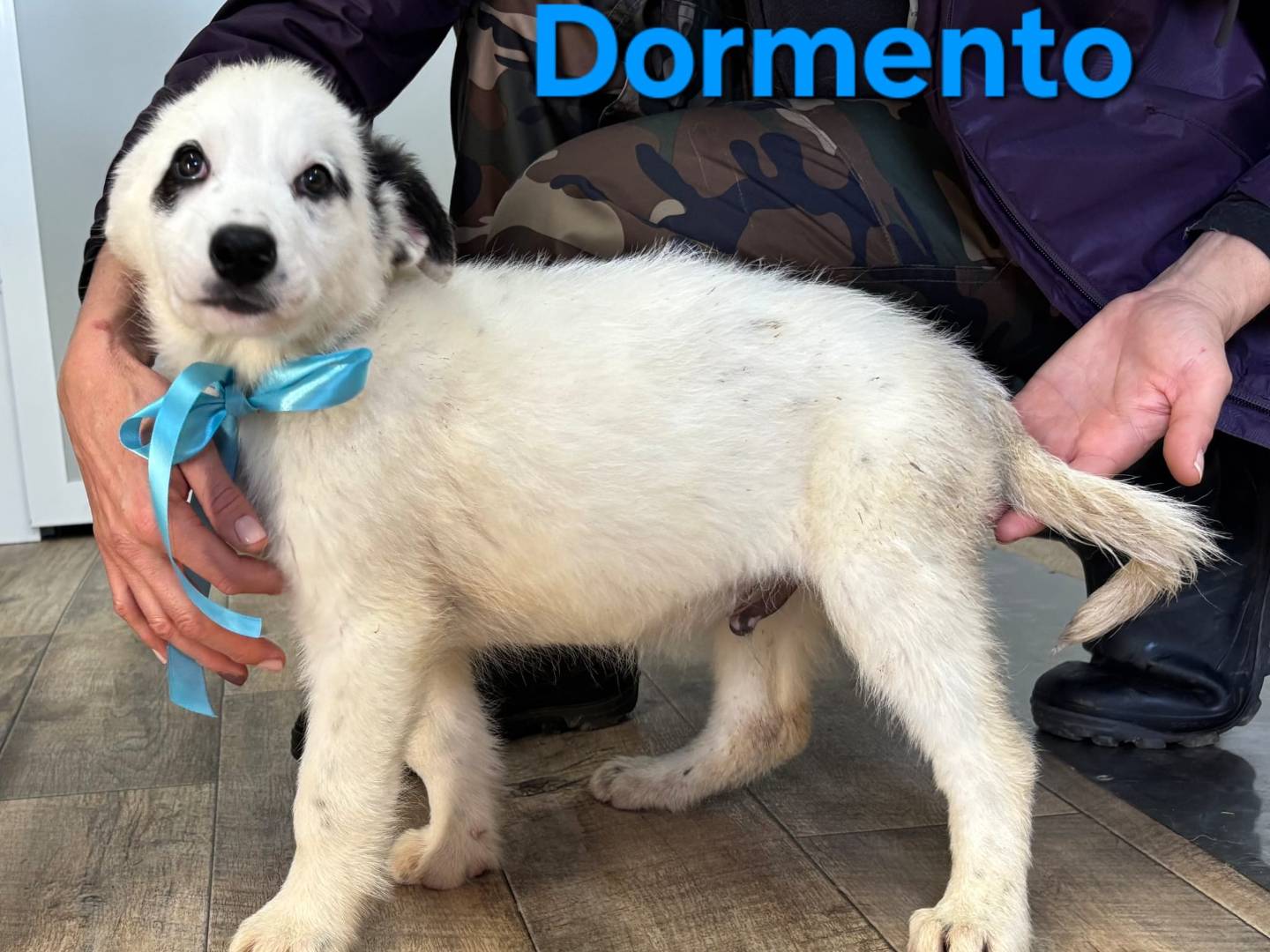 Vuoi adottare un cane a Taranto?