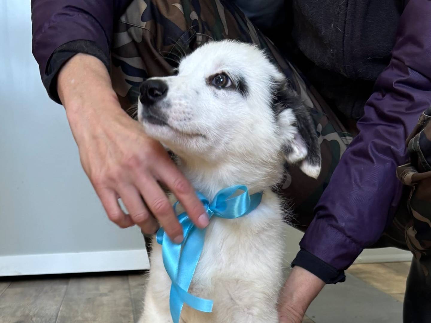 Adotta il cane Dormento a Taranto