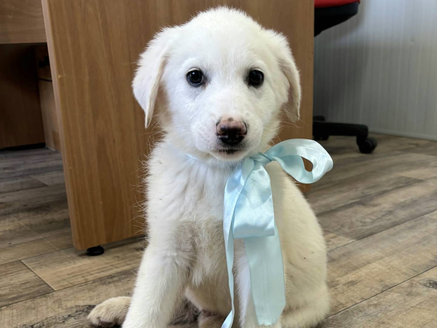 Adozione cane, maschio, Razza sconosciuta Razza sconosciuta, 1 mesi, taglia media, Taranto