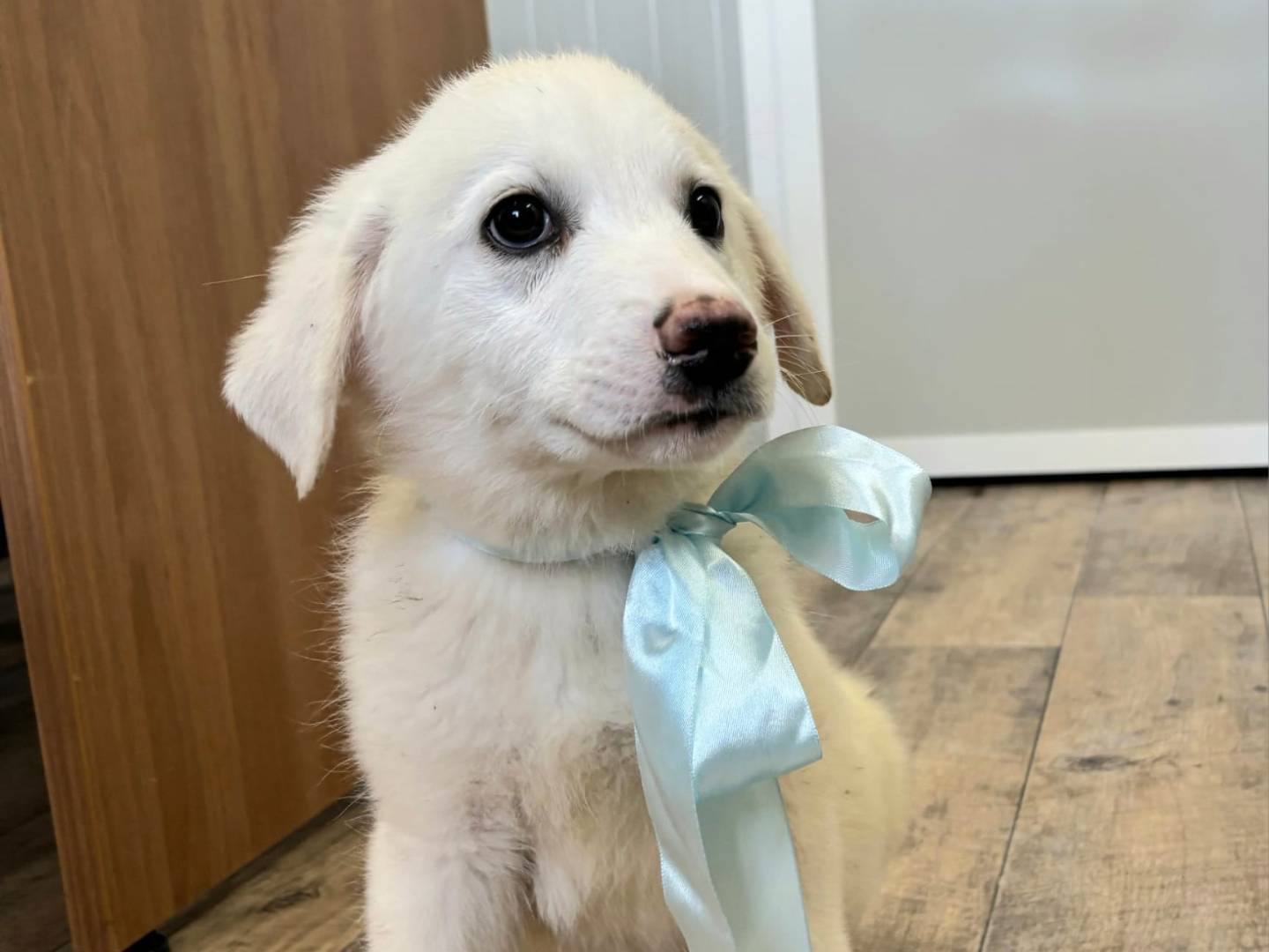 Adotta un cane, maschio, 1 mesi, Taranto