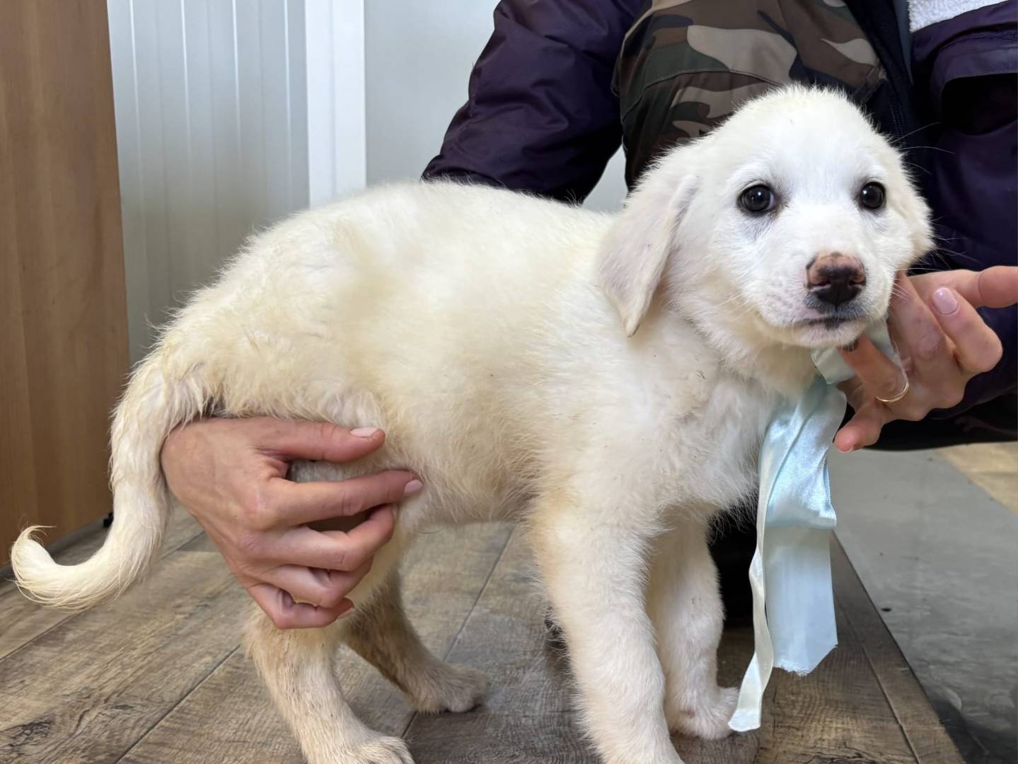 Vuoi adottare un cane a Taranto?