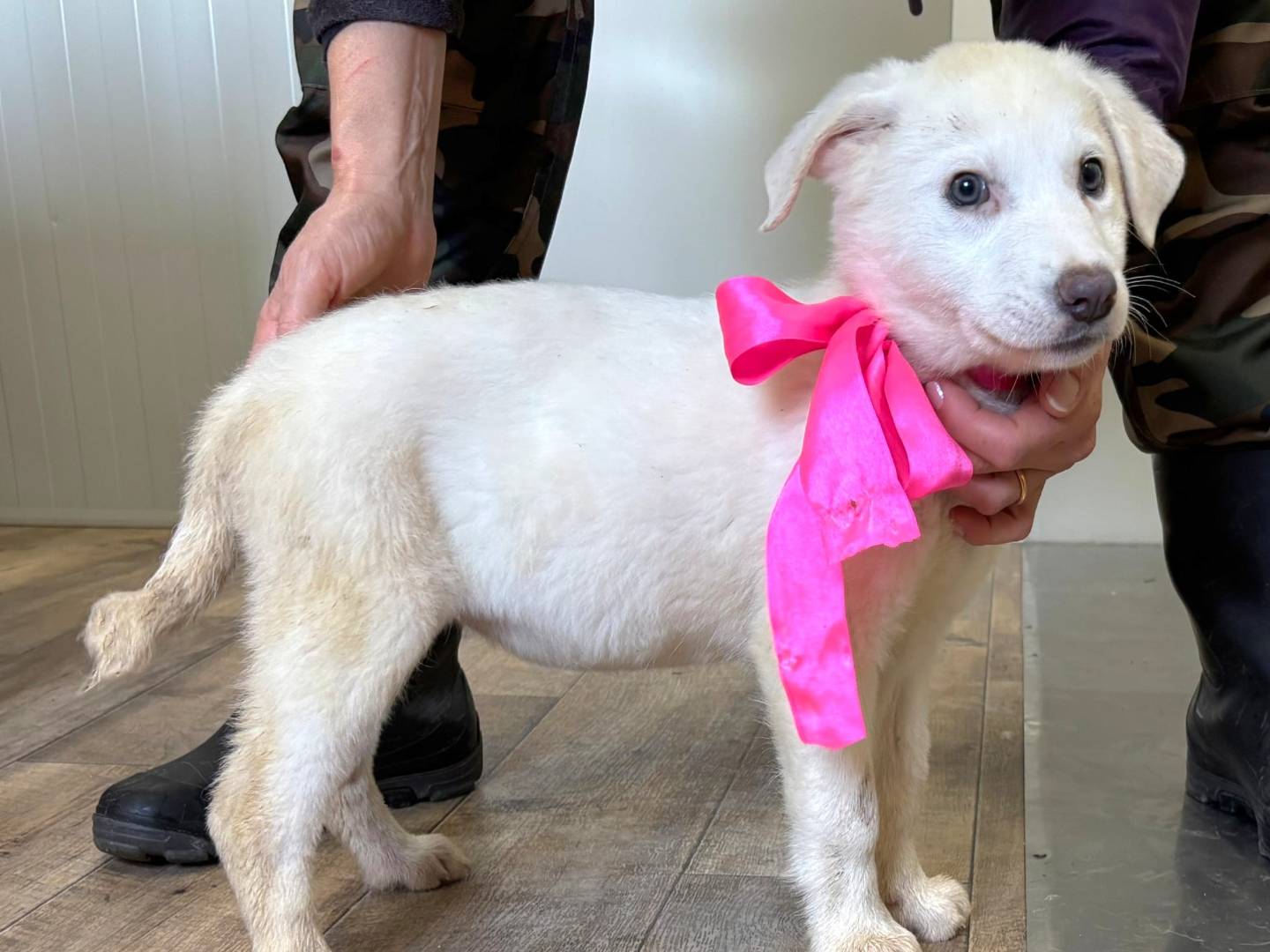 Adotta il cane Tagliatella a Taranto