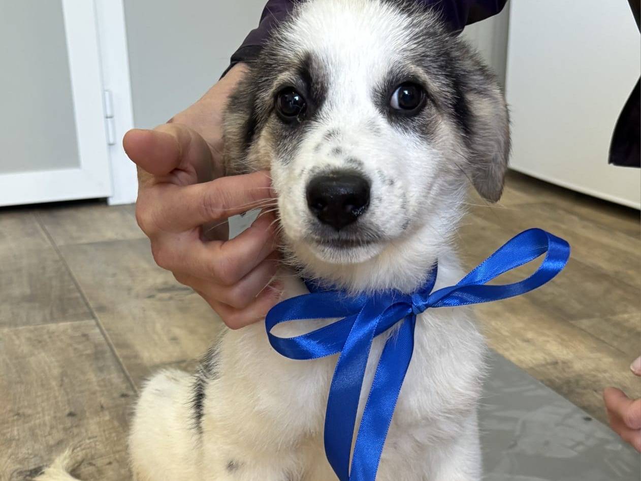 Vuoi adottare un cane a Taranto?