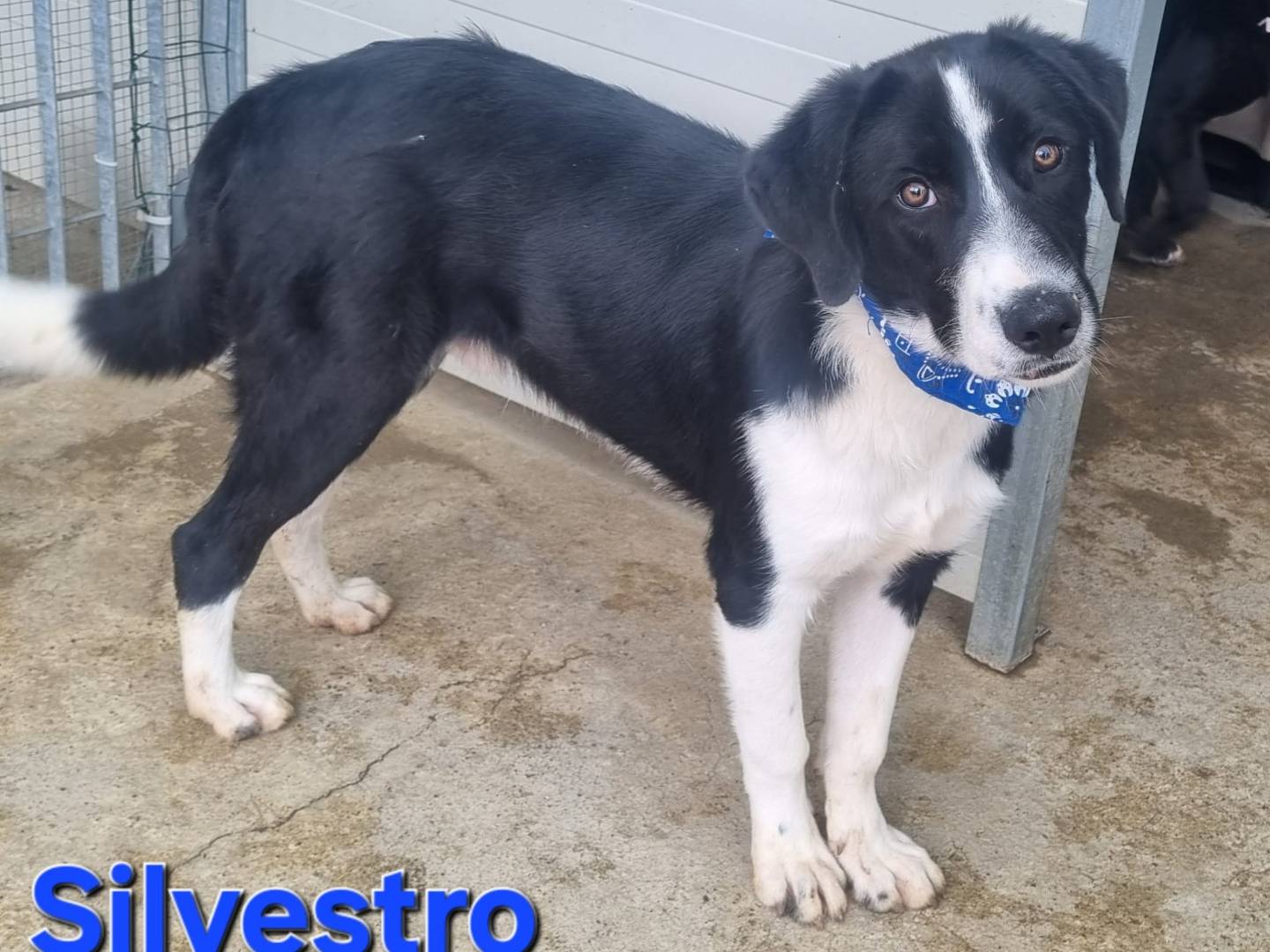 Adotta un cane, taglia grande, maschio, Taranto