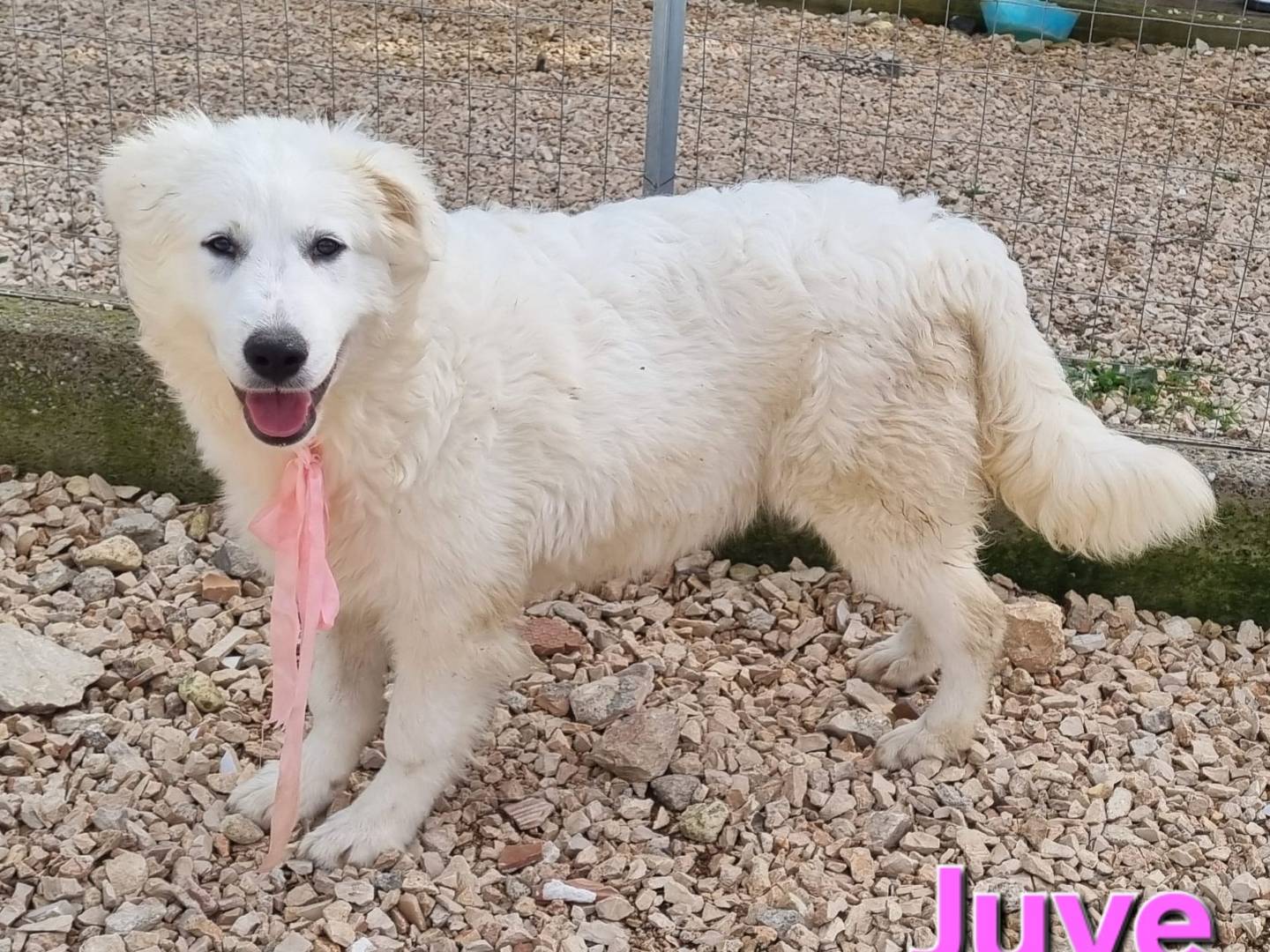 Adotta il cane Juve a Taranto