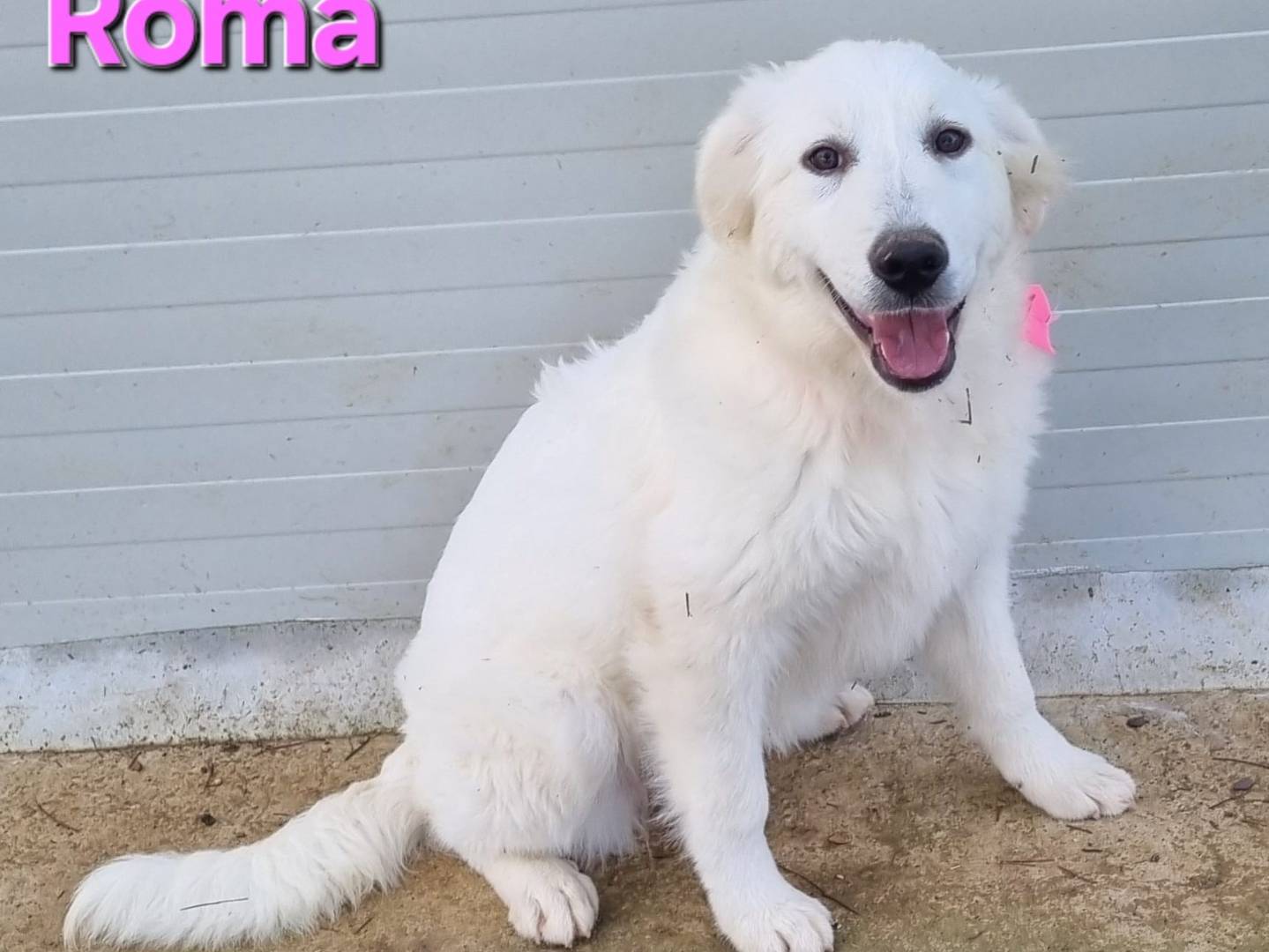 Adotta un cane, femmina, 4 mesi, Taranto