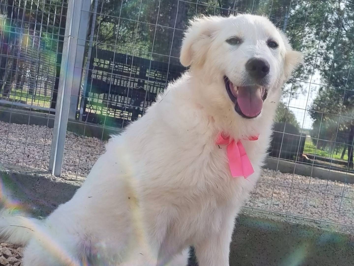 Adotta il cane Roma a Taranto