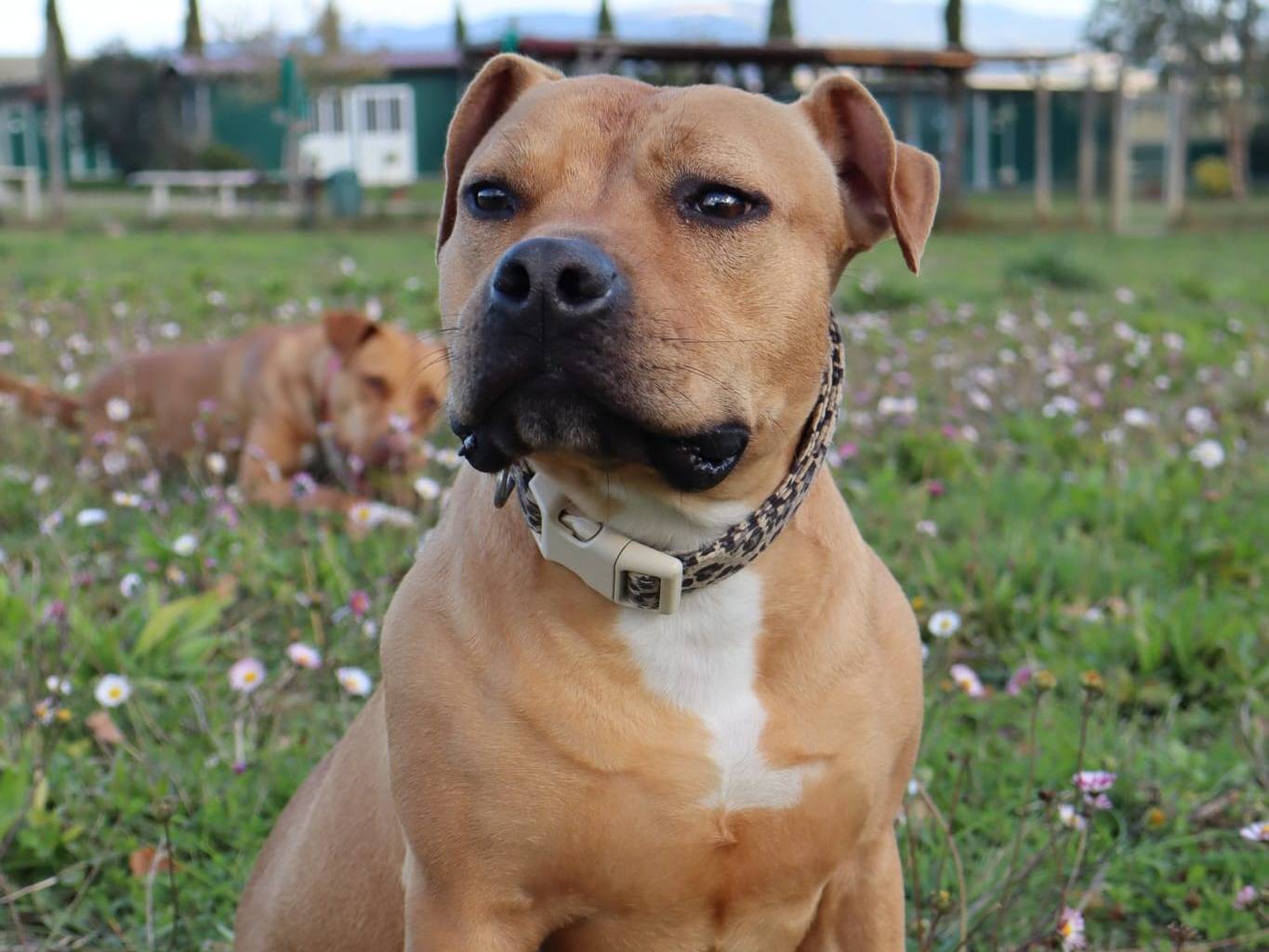Adozione cane, femmina, Staffordshire Bull terrier Razza sconosciuta, 3 anni e 11 mesi, taglia media, Pisa