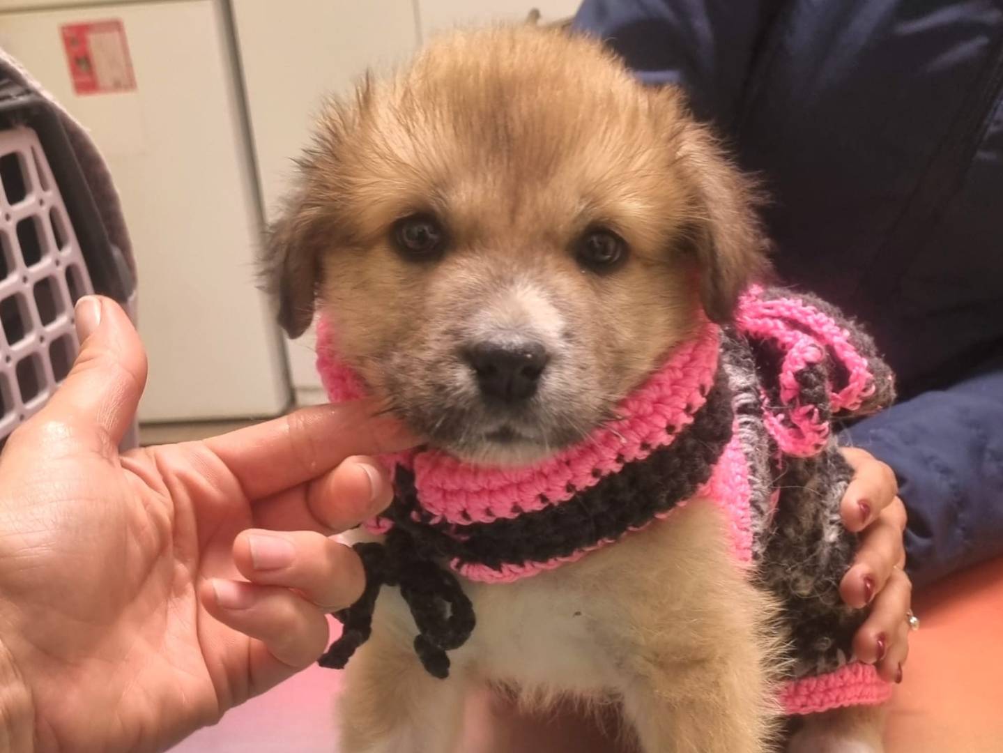 Adozione cane, femmina, Razza sconosciuta Razza sconosciuta, 1 mesi, taglia grande, Taranto