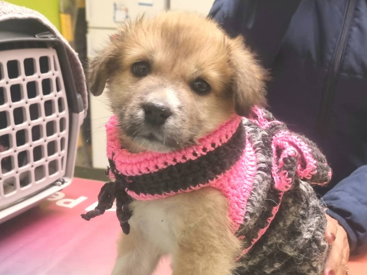 Adotta un cane, femmina, 1 mesi, Taranto